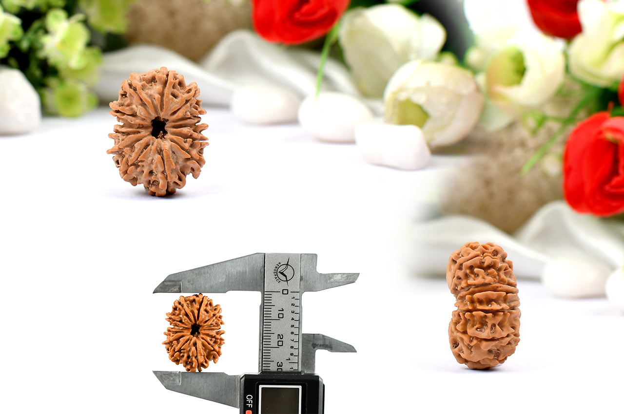 Thirteen Mukhi from Nepal - CLXXIII