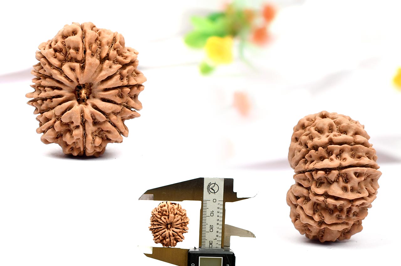 Thirteen Mukhi from Nepal - Large - LXIV