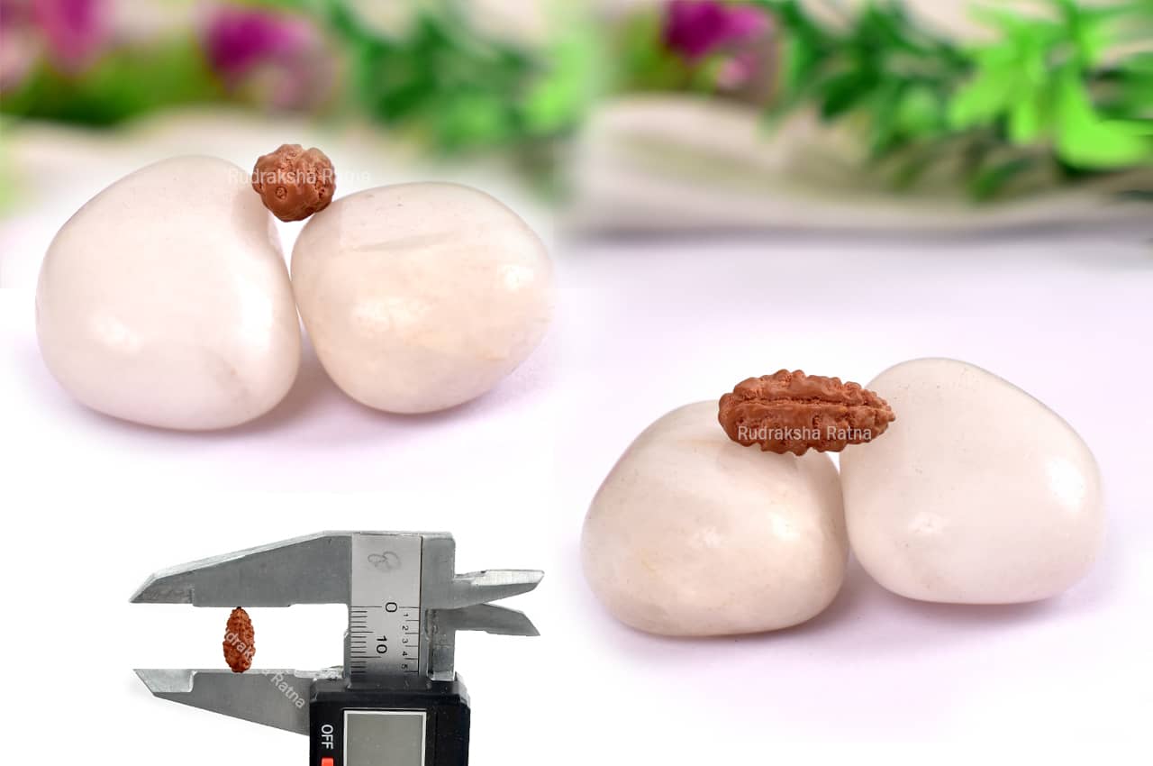 Collector One mukhi from Java - CV