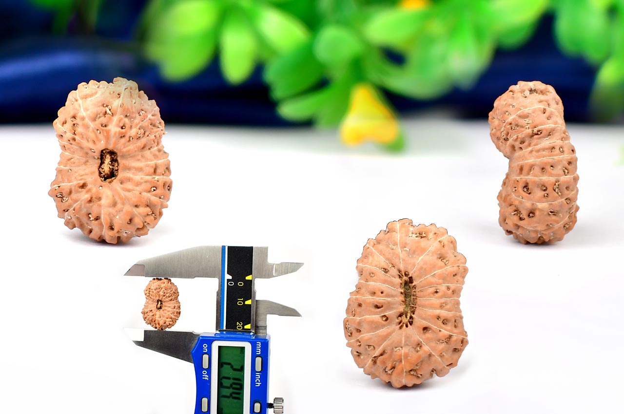 Sixteen Mukhi from Java Indonesia - Large - XX