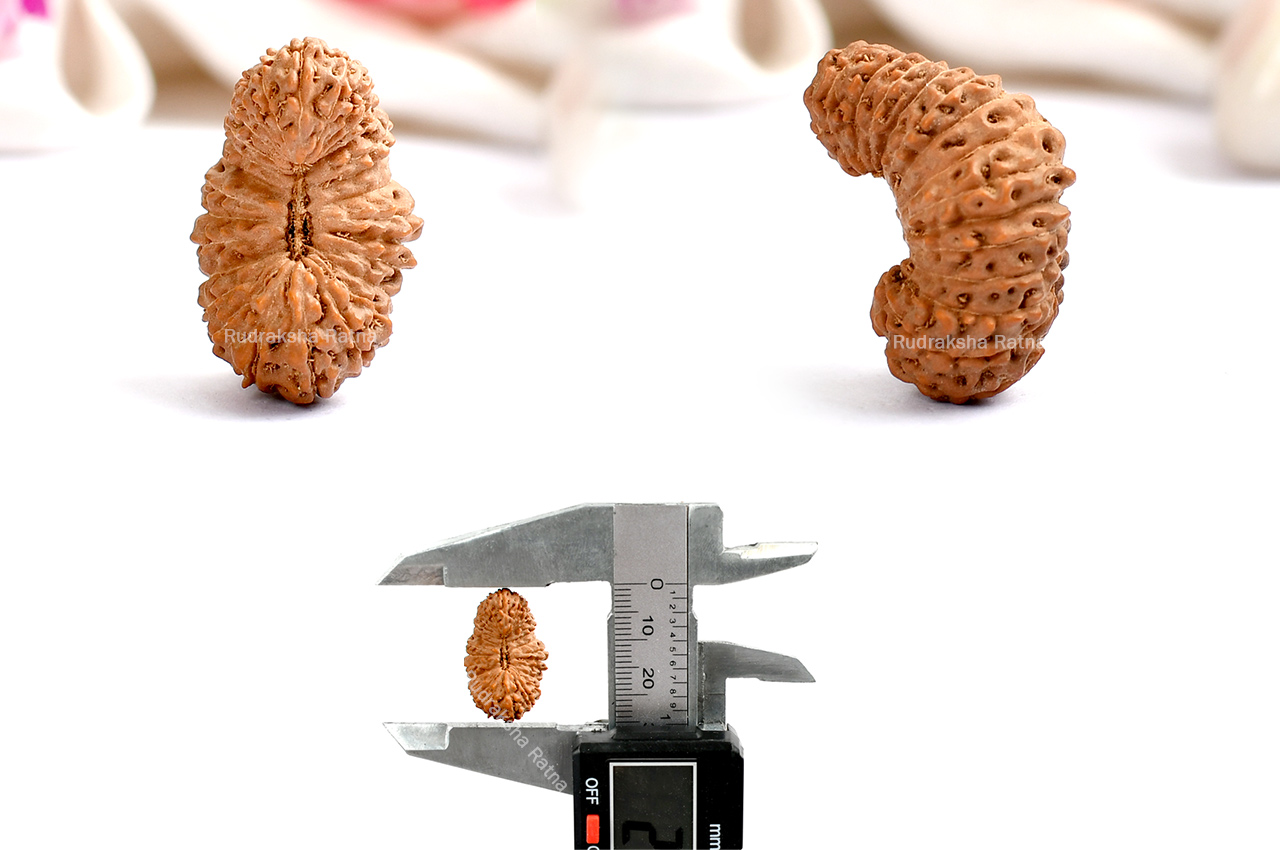 Collector Twenty Eight Mukhi from Java - II