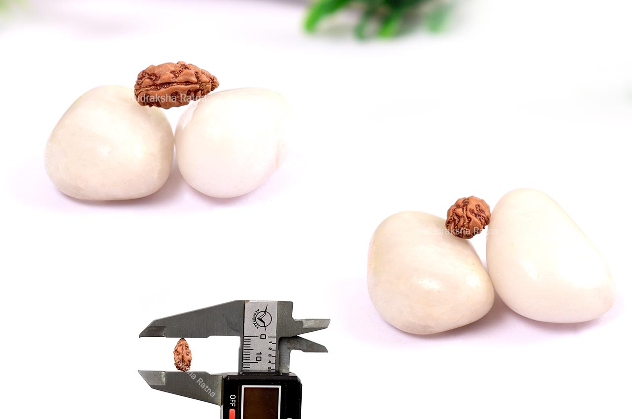 Collector One mukhi from Java -  CI