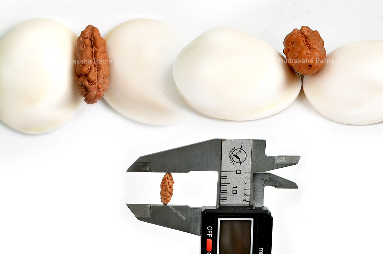 Collector One mukhi from Java Indonesia - LXXI