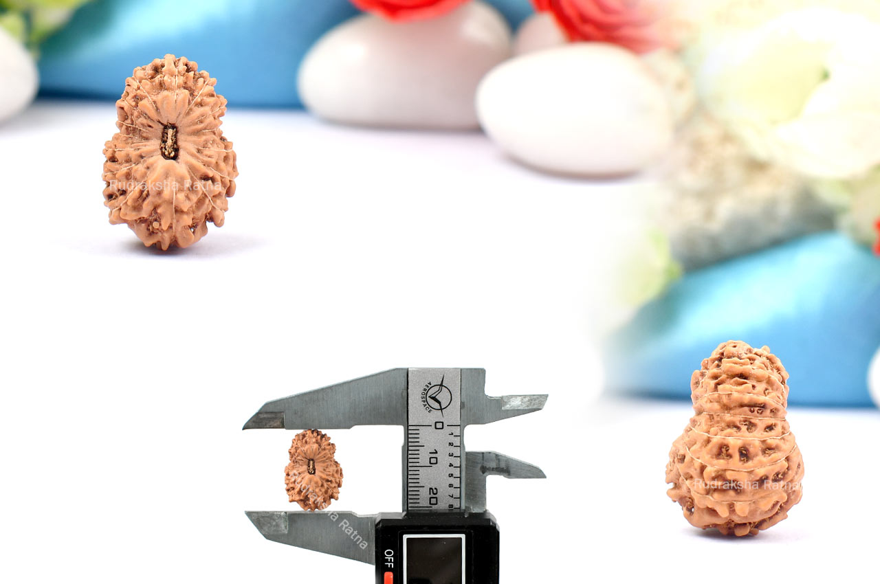 Fifteen Mukhi from Java Indonesia - Large - X