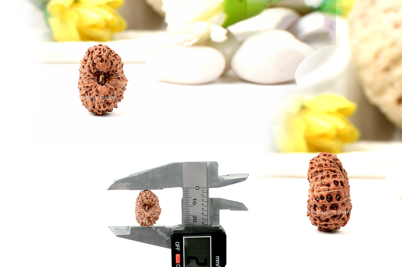 Collector Twenty Mukhi from Java - XXXII