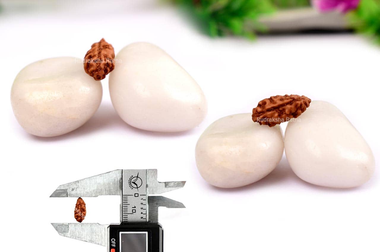 Collector One mukhi from Java Indonesia - CXXVI