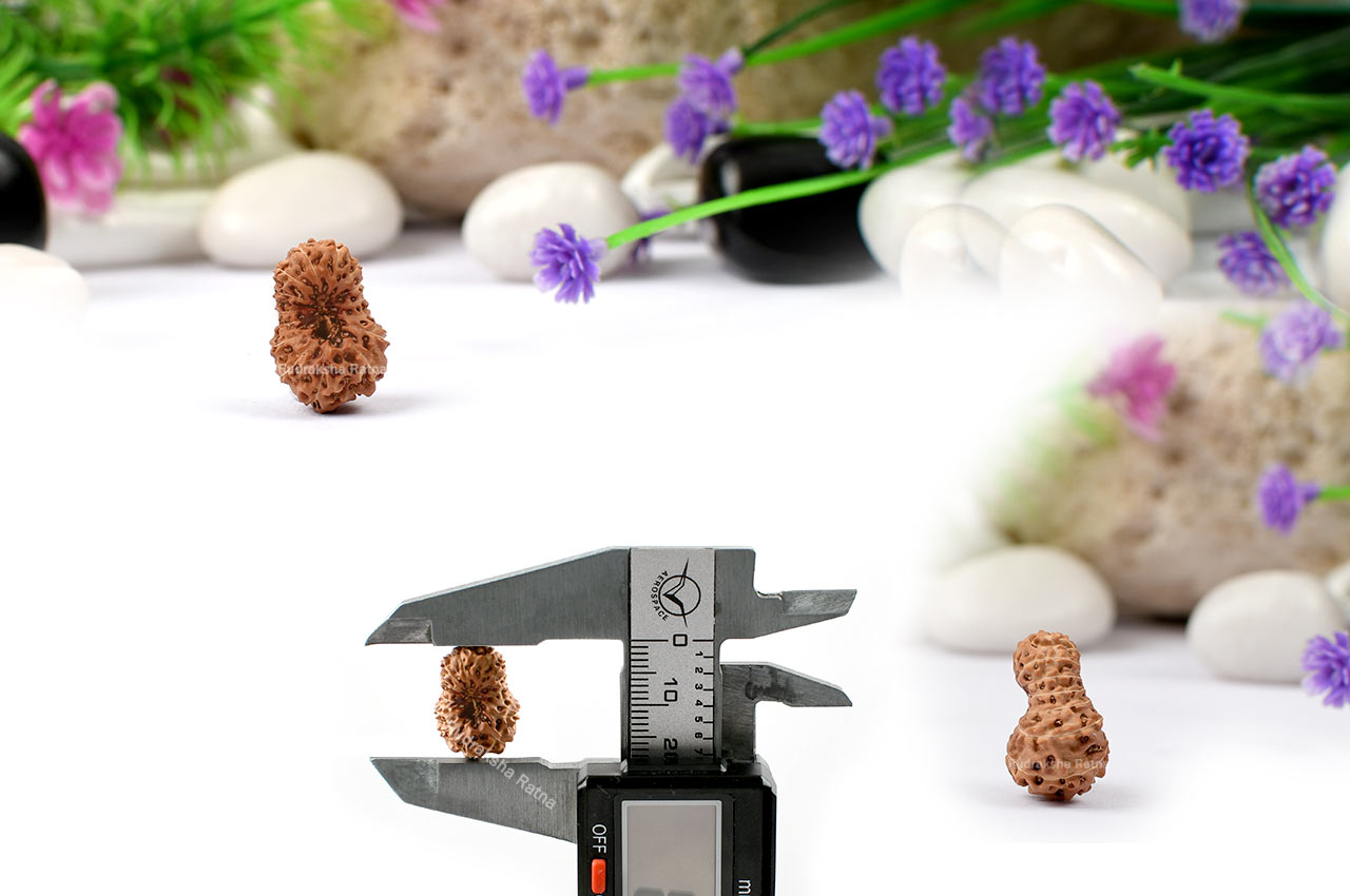 Fifteen Mukhi from Java Indonesia - III