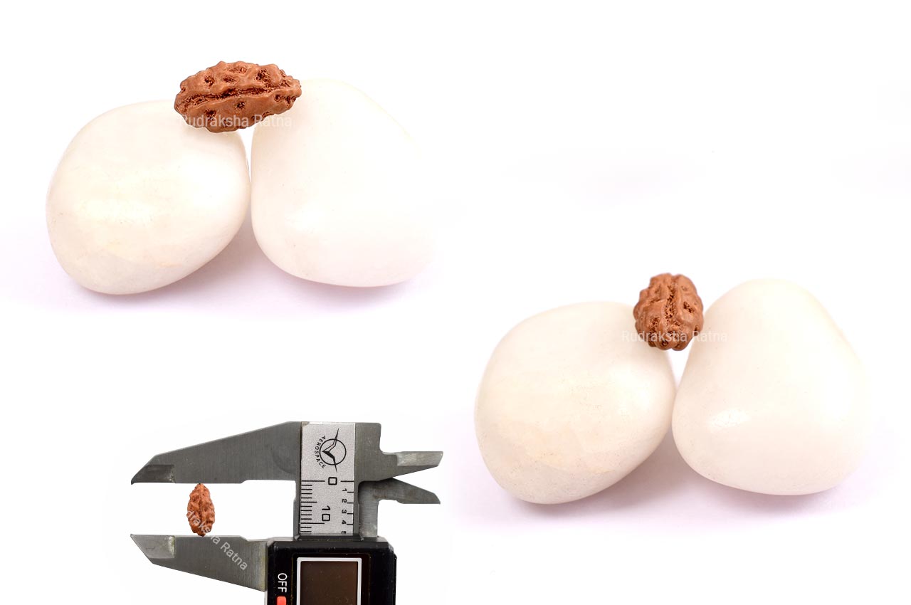 Collector One mukhi from Java - C