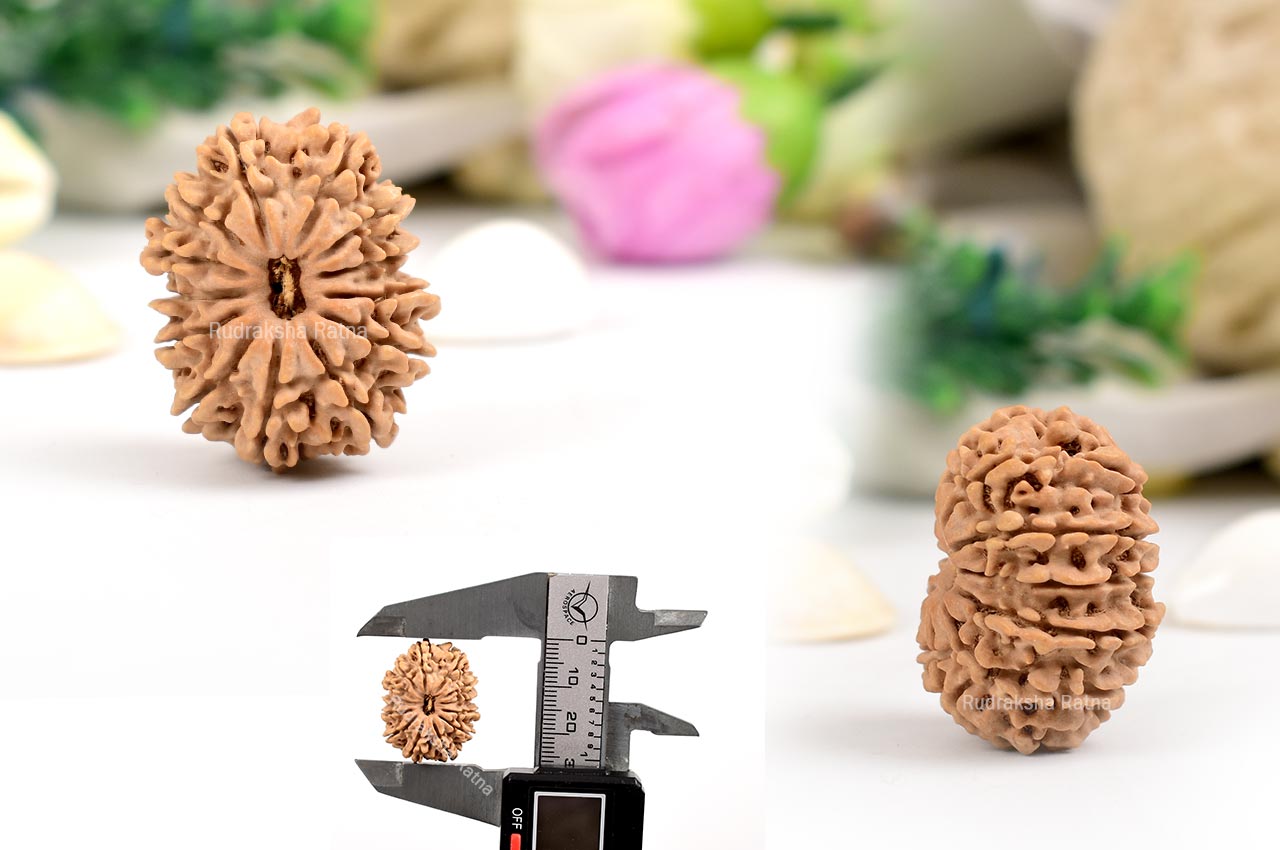 Thirteen Mukhi from Nepal - XCIX