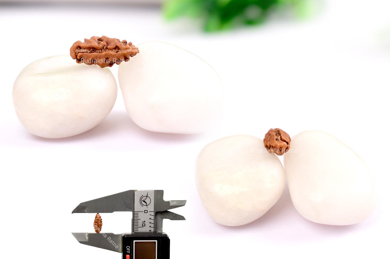 Collector One mukhi from Java -  LXXXII