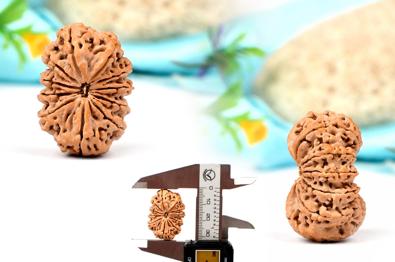 Collector Eleven Mukhi from Nepal - LXXXV