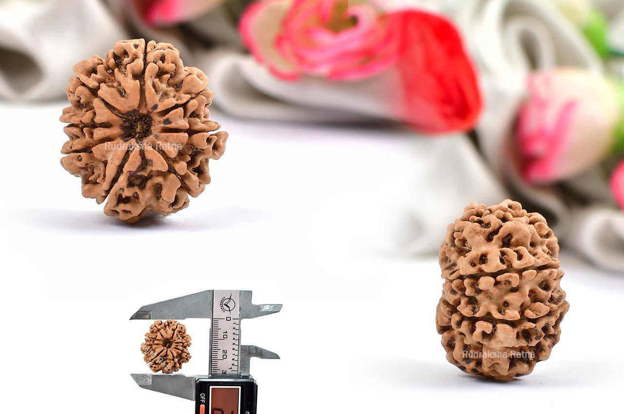 Collector Eight Mukhi from Nepal - XXVI