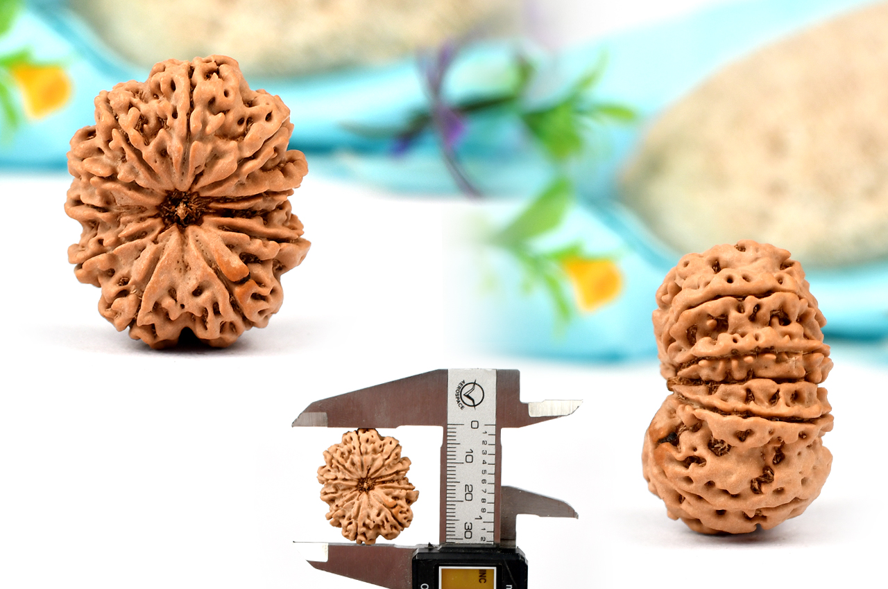 Collector Eleven Mukhi from Nepal - LXXVII