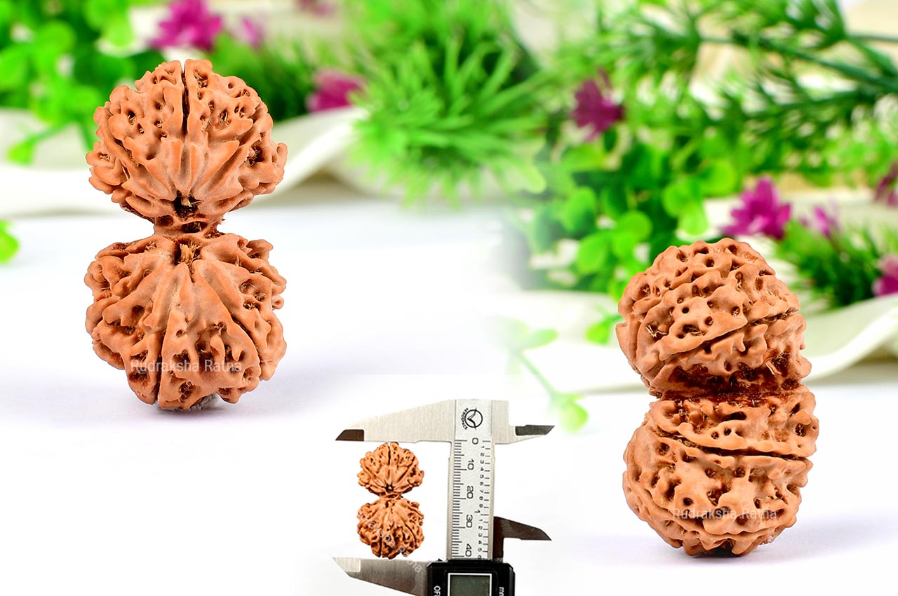 Collector Gauri Shankar - 11 Mukhi from Nepal - V