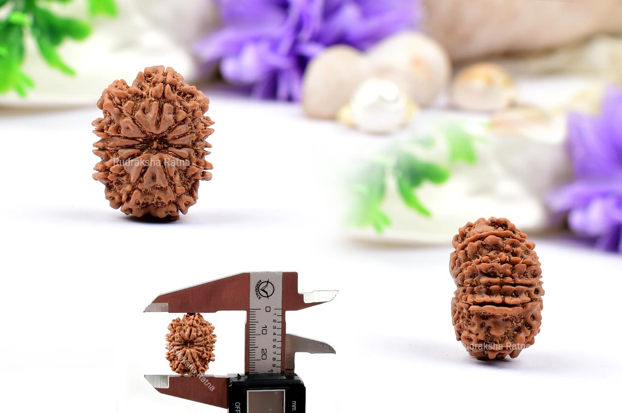 Eleven Mukhi from Nepal - CXIII