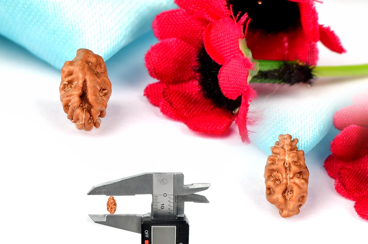 Collector One mukhi from Java -  CXIII