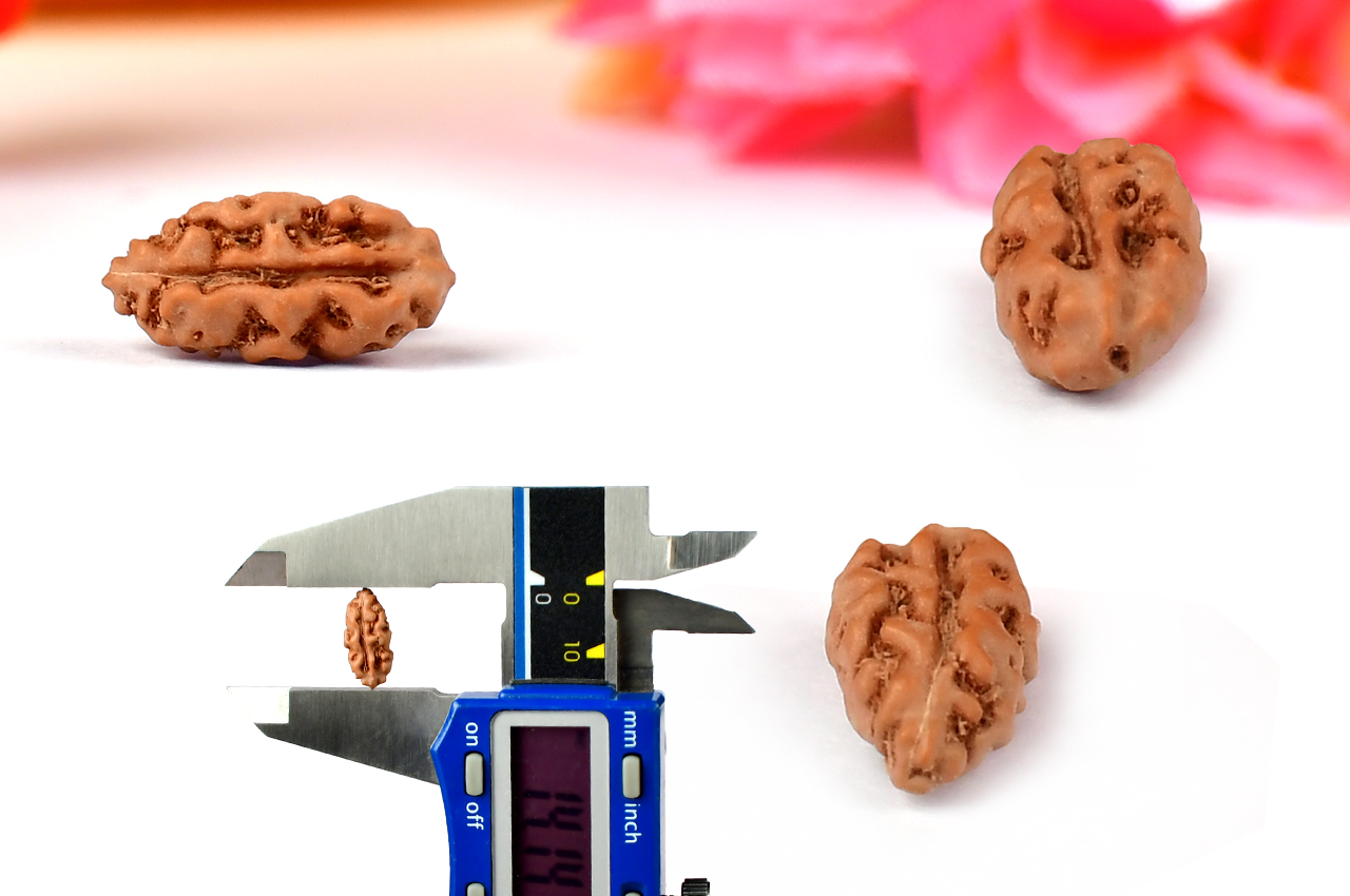 Collector One mukhi from Java Indonesia - CXXIV