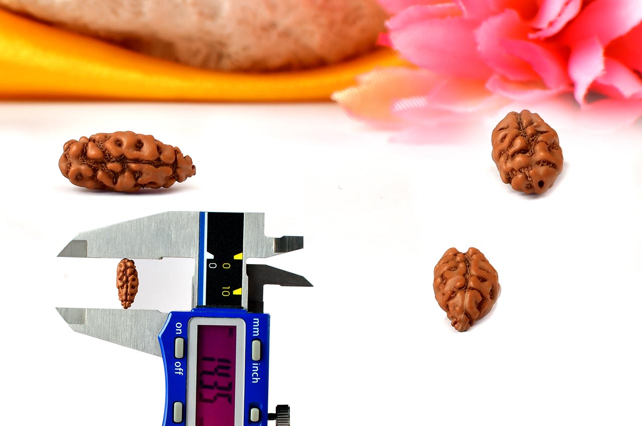 Collector One mukhi from Java Indonesia - CLI