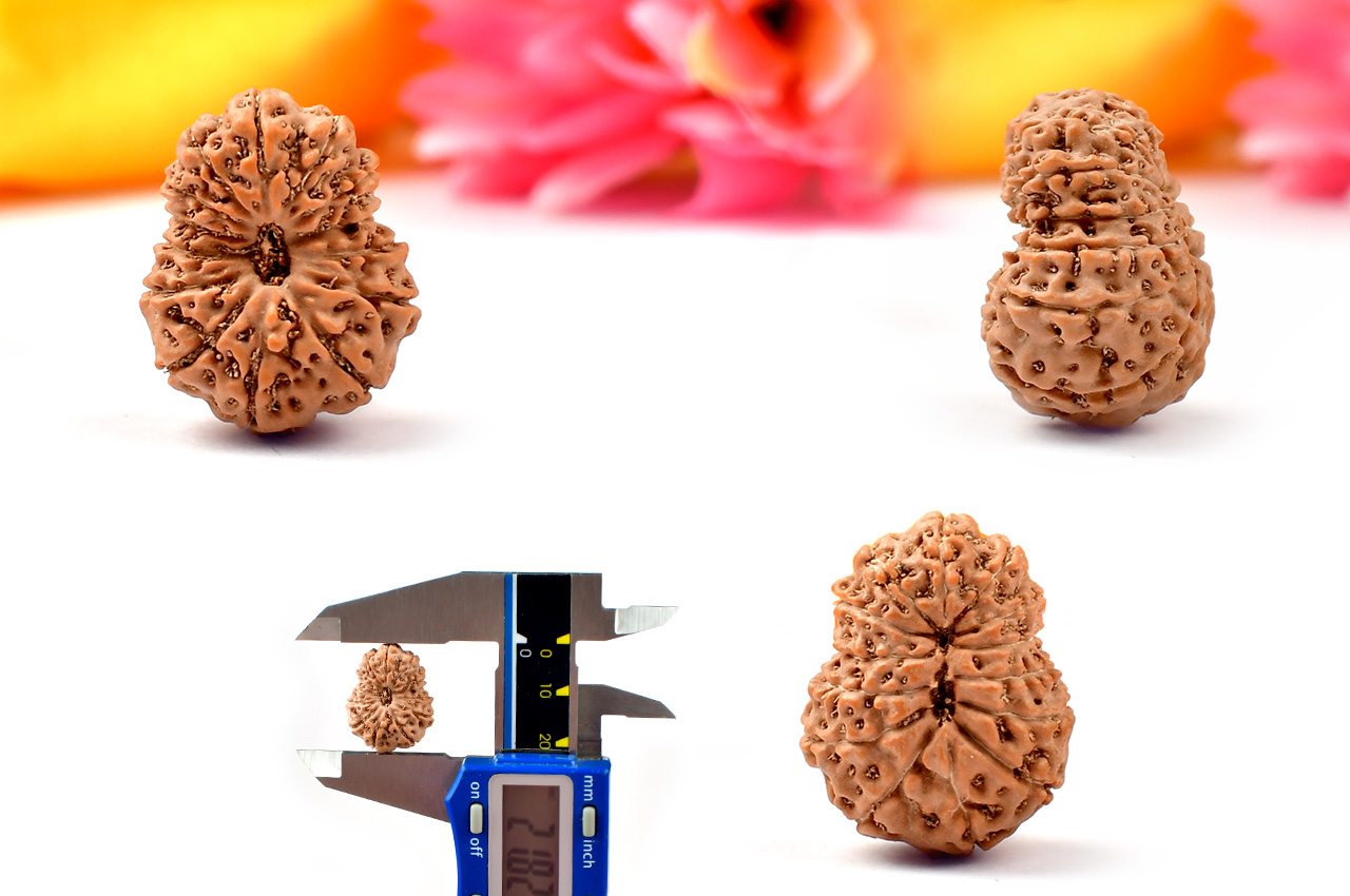 Collector Fourteen Mukhi from Java Indonesia - LVII