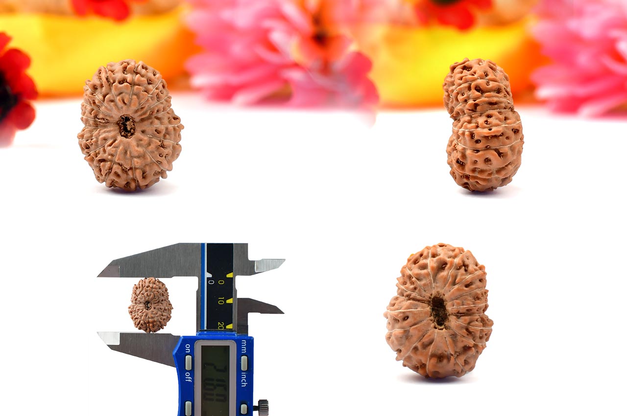 Sixteen Mukhi from Java Indonesia - Large - LXI