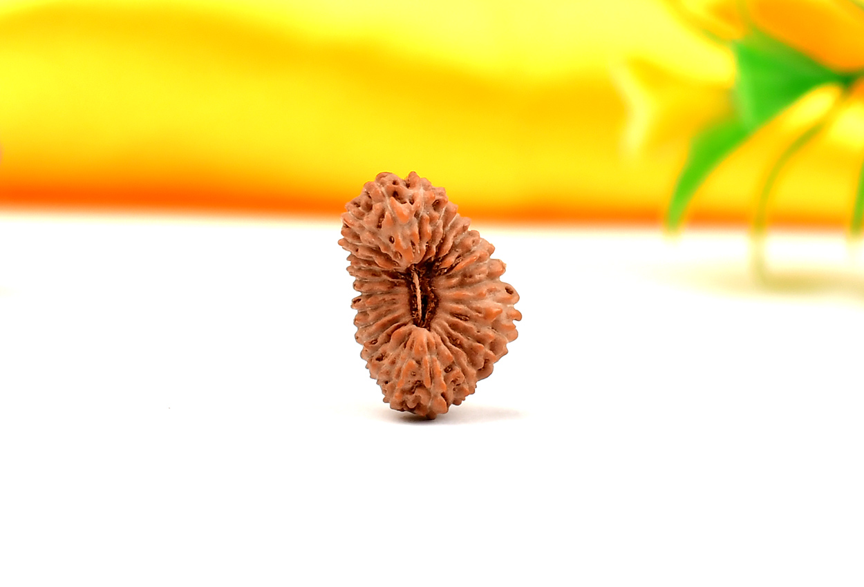 Twenty Six Mukhi from Java - VII