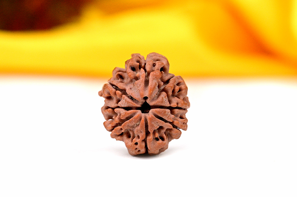 Savar - Naag Rudraksha from Nepal - XXXIII