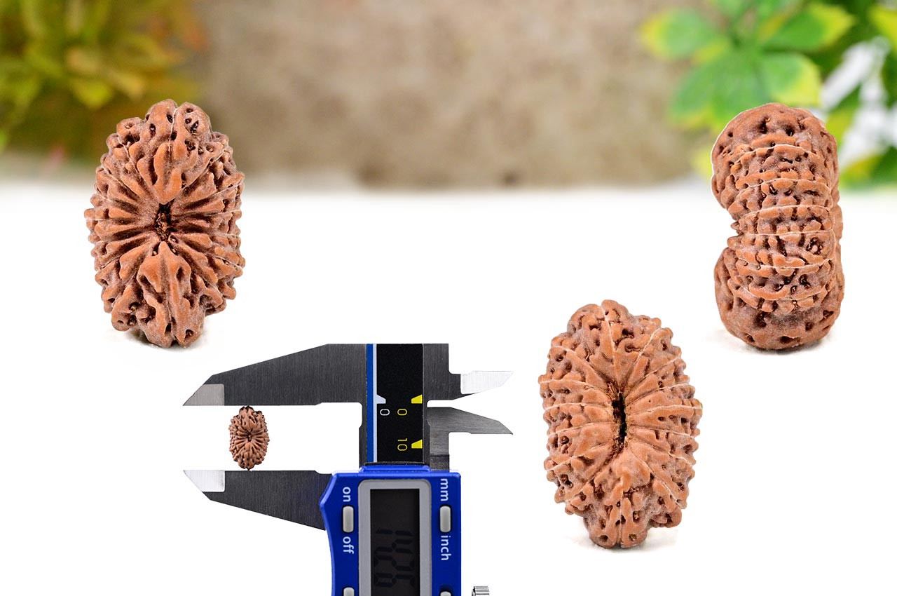 Fifteen Mukhi from Java Indonesia - Small - CLXVI