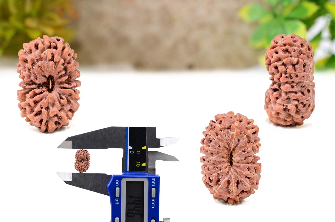 Fifteen Mukhi from Java Indonesia - Small - CLXVII