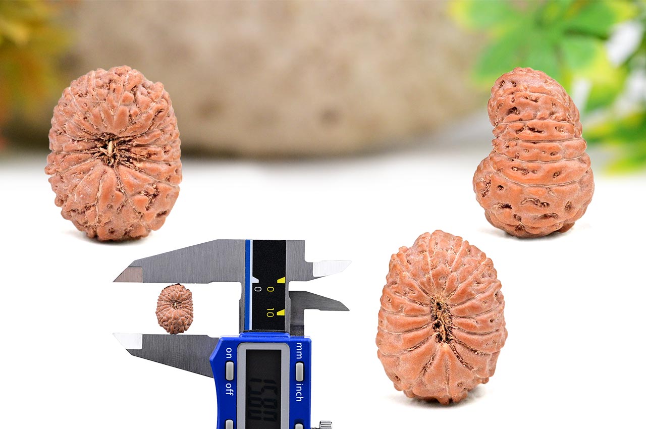 Fifteen Mukhi from Java Indonesia - Small - CLXXXII