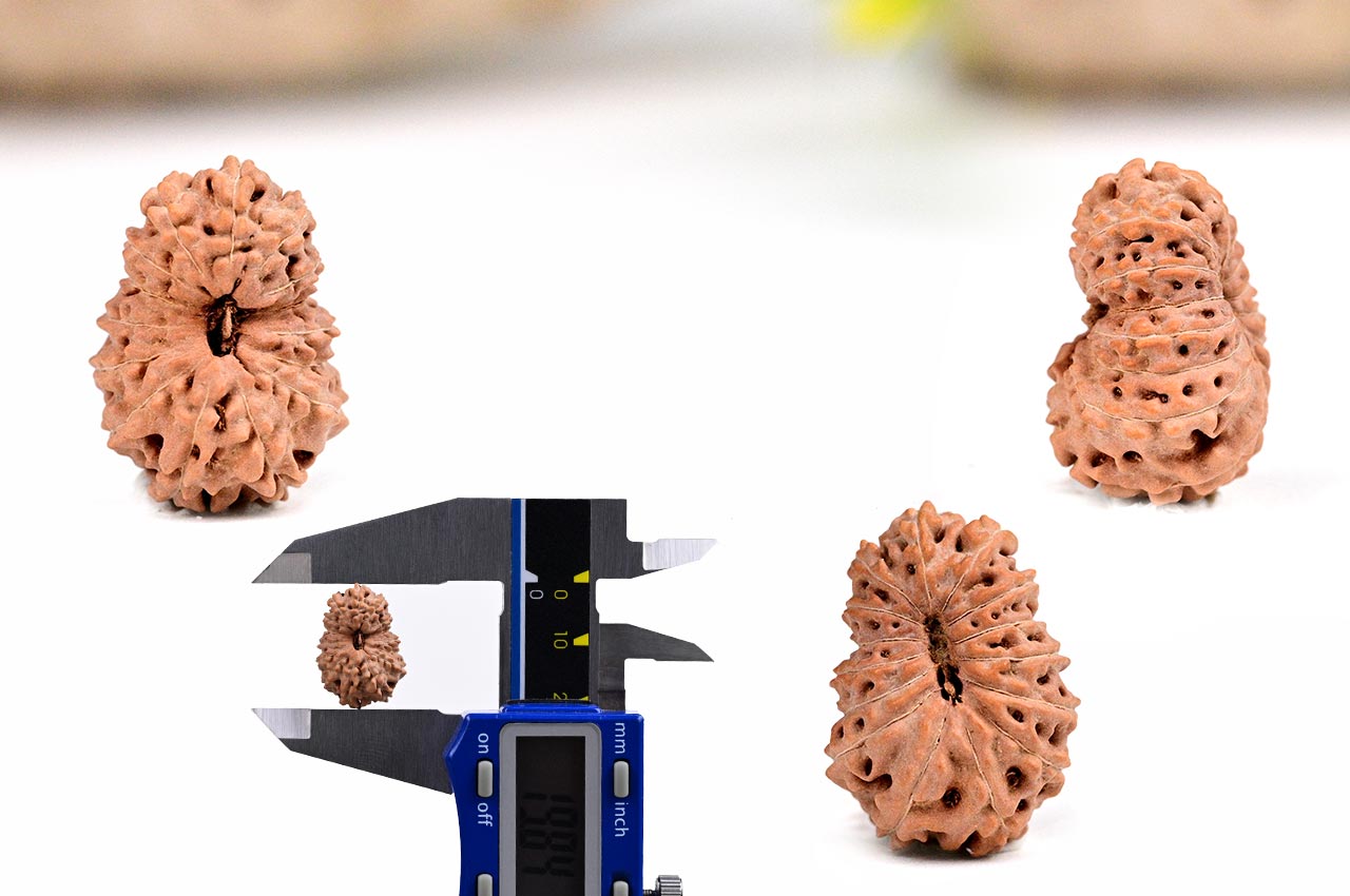 Fifteen Mukhi from Java Indonesia - Large - LXIX