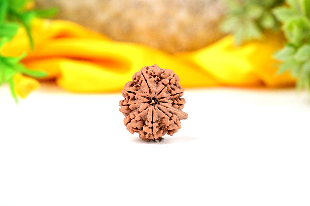 Ganesh Rudraksha 9 Mukhi from Nepal - VI
