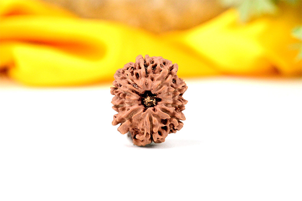 Ganesh Rudraksha 10 Mukhi from Nepal - I