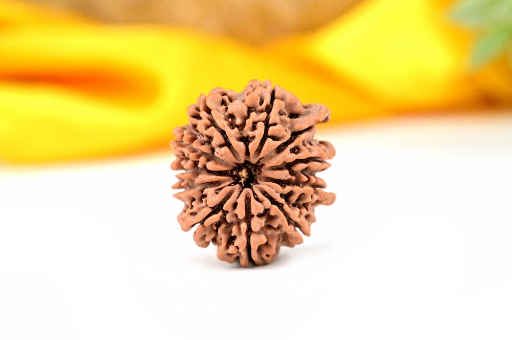 Ganesh Rudraksha - 5 Mukhi from Nepal - XLIX