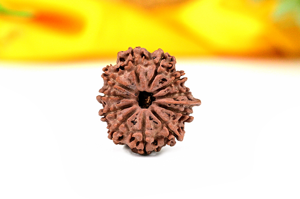 Ganesh Rudraksha 11 Mukhi from Nepal - V