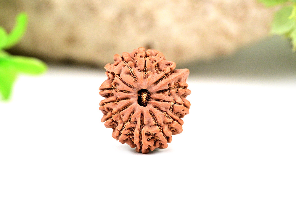 Ganesh Rudraksha 13 Mukhi from Nepal