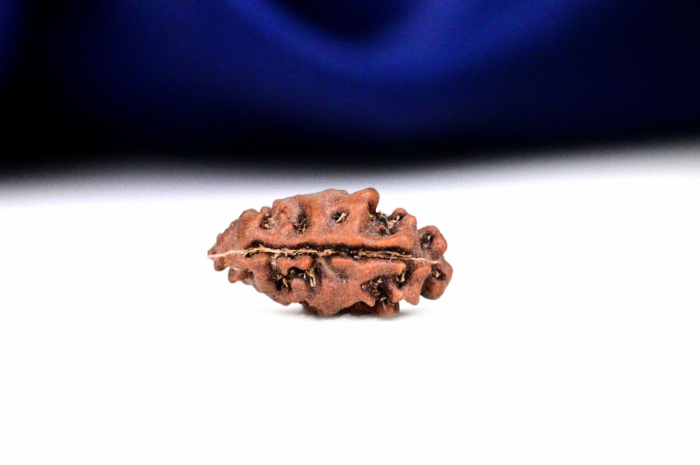 Collector One mukhi from Java Indonesia - CLX