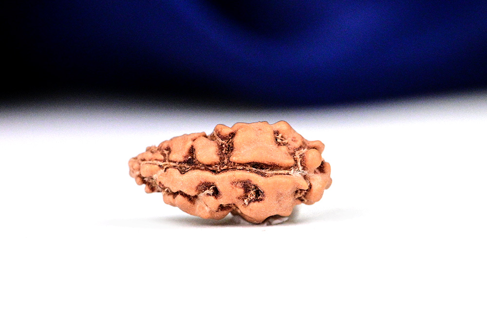 Collector One mukhi from Java Indonesia - CLXI