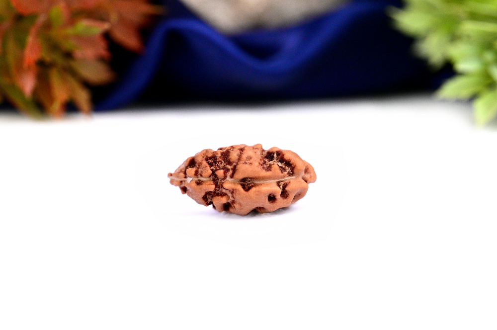 Collector One mukhi from Java Indonesia - CLXVII