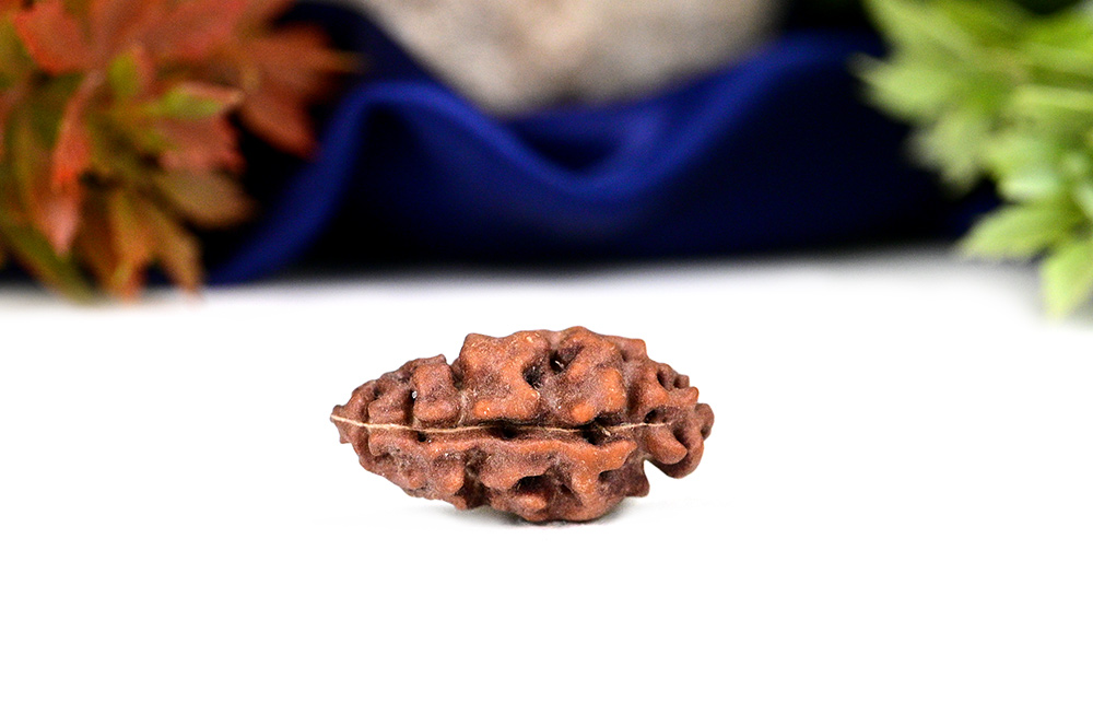 Collector One mukhi from Java Indonesia - CLXX