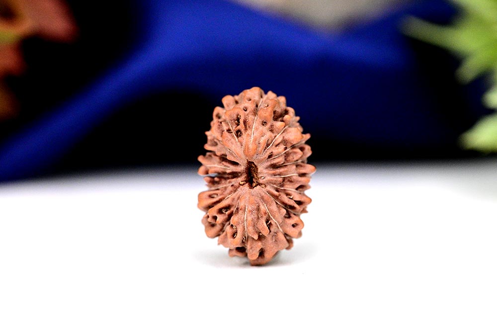 Seventeen Mukhi from Java Indonesia - Large - CXXXV