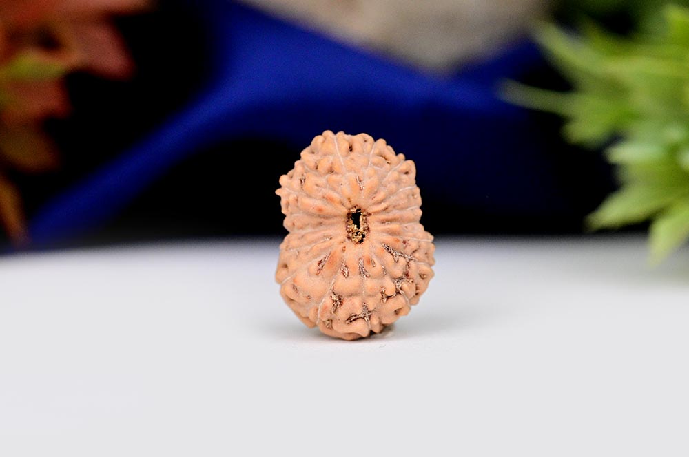 Seventeen Mukhi from Java Indonesia - Large - CXXXVI