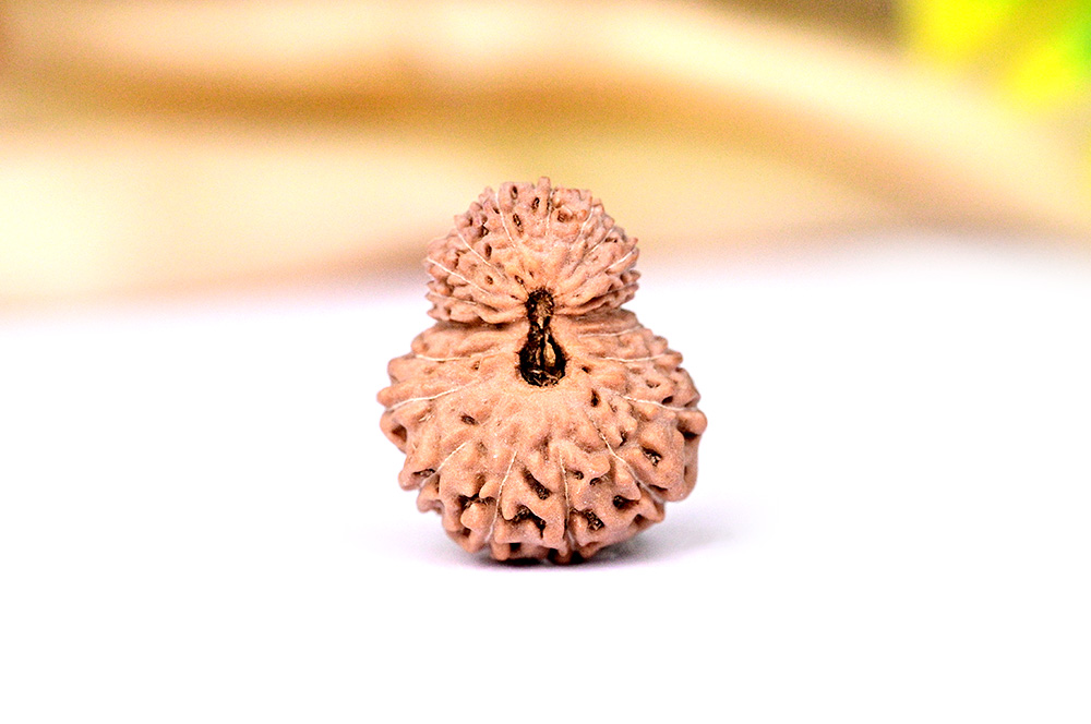 Twenty Mukhi from Java Indonesia - L