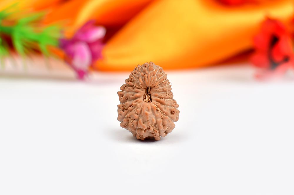 Seventeen Mukhi from Java Indonesia - XCIX