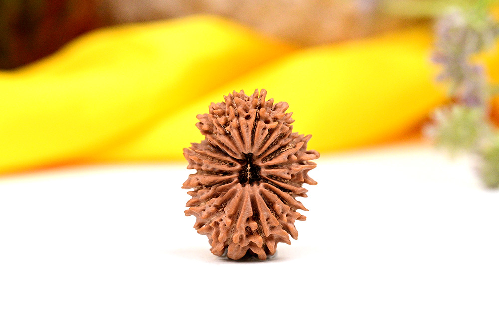 Twenty Mukhi Super Collector from Nepal - IV