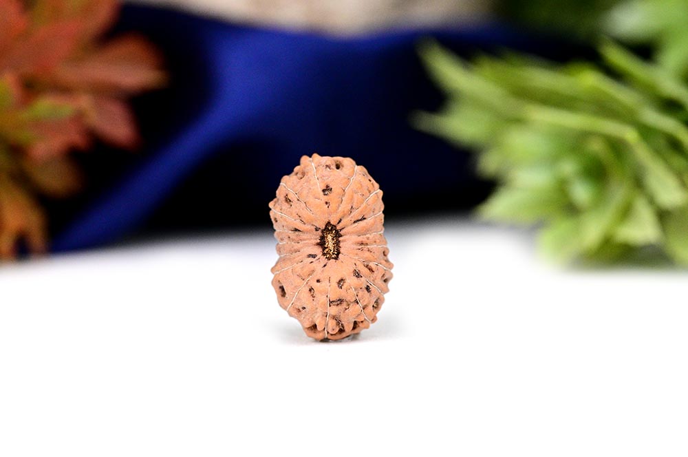 Seventeen Mukhi from Java Indonesia - Large - CXL