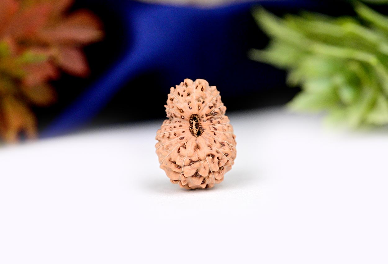 Seventeen Mukhi from Java Indonesia - Large - CXLI