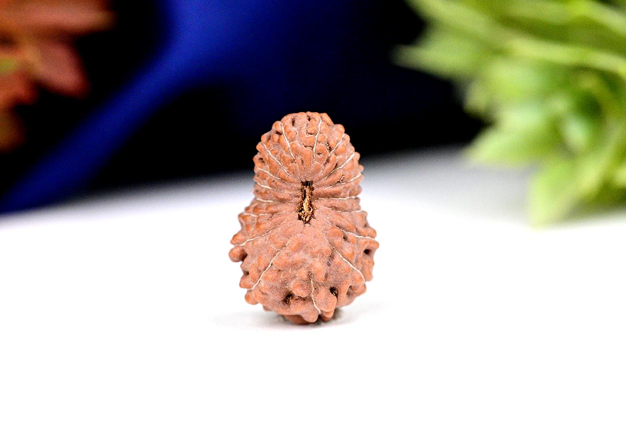 Seventeen Mukhi from Java Indonesia - Large - CXLIV