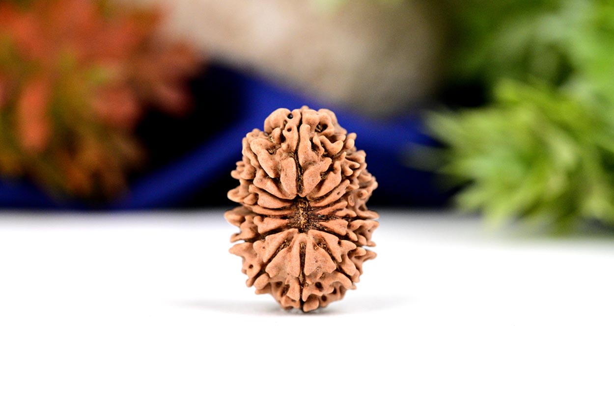 Fourteen Mukhi from Nepal - CLXXI