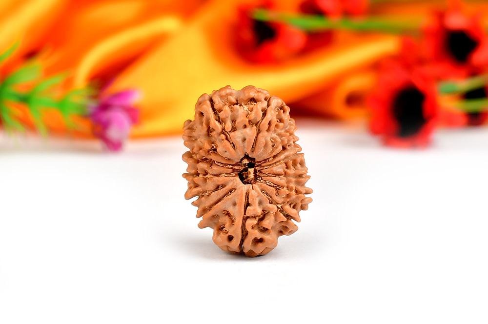 Fourteen Mukhi from Nepal - CLXXV