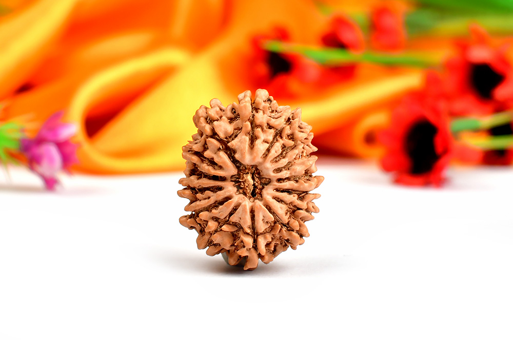 Fifteen Mukhi from Nepal - CXI